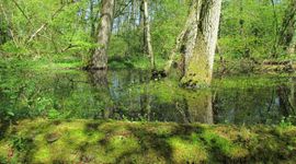 Natte leembossen zijn nu nog een zeldzaam beeld in Nederland