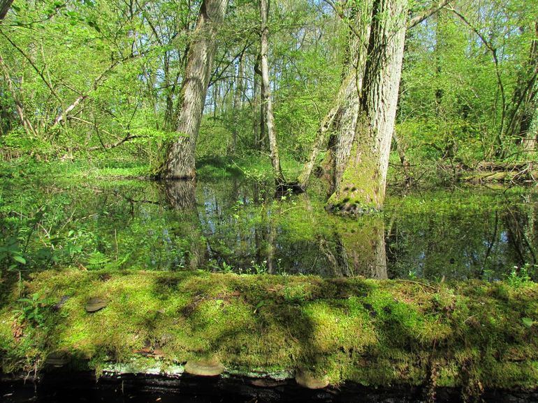 Natte leembossen zijn nu nog een zeldzaam beeld in Nederland