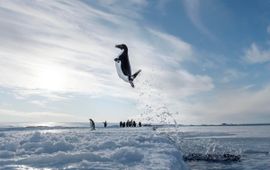 © Vincent Munier Adéliepinguïn