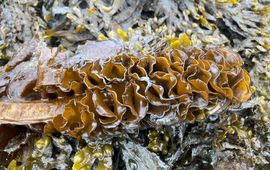 Geers, Waarneming.nl Wakame