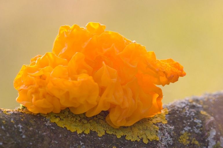 Zo goudgeel zijn gele trilzwammen meestal als ze vers zijn en wanneer het niet veel heeft geregend