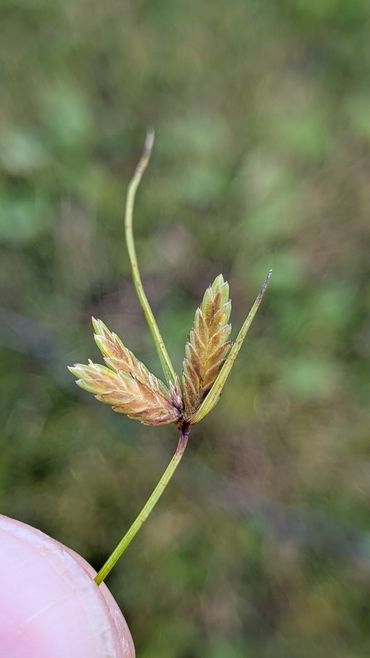 De kenmerkende platte aartjes van Geel cypergras