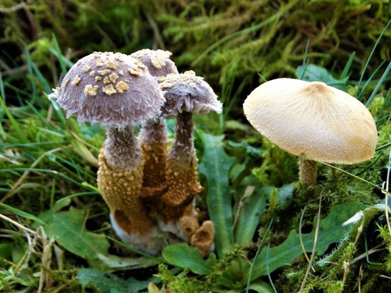 Korrelig dikpootje dat parasiteert op Okergele korrelhoed