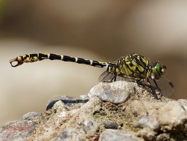 Weet de kleine tanglibel zich echt duurzaam te vestigen langs de Worm?