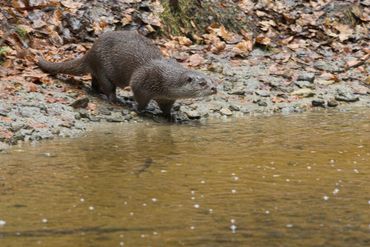 Otter