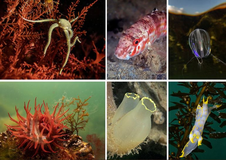 Ten slotte: zomaar wat ‘mooie plaatjes uit onze eigen wateren, waarvan er vele tienduizenden bestaan. Met geduld en liefde gemaakt door natuurliefhebbers pur sang: duikers, snorkelaars, fotografen. Kortom, iedereen die kan genieten zonder dat ergens een prijskaartje aanhangt. Bovenste rij: Levendbarende slangster, Mul en Zeedruif; onderste rij: Rode paardenanemoon, Doorschijnende zakpijp en Harlekijnslak