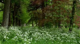 Stinzentuin Martenastate