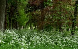 Stinzentuin Martenastate