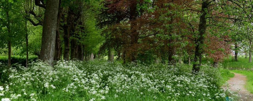 Stinzentuin Martenastate