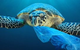 Schildpadden eten vaak plastic zakken, omdat ze die voor kwallen aanzien. Schildpadden eten vaak plastic zakken, omdat ze die voor kwallen aanzien.