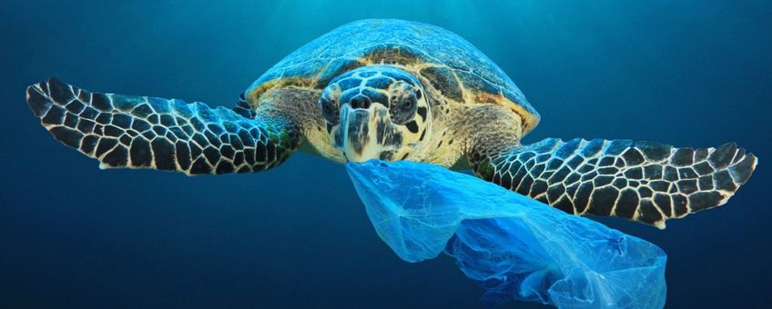 Schildpadden eten vaak plastic zakken, omdat ze die voor kwallen aanzien.