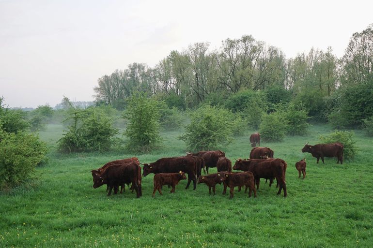 Een kudde Rode Geuzen graast in het Drielandenpark in Zuid-Limburg. De kudde heeft een gevariëerde, zoveel mogelijk natuurlijke opbouw, met jonge en oude dieren, koeien en stieren