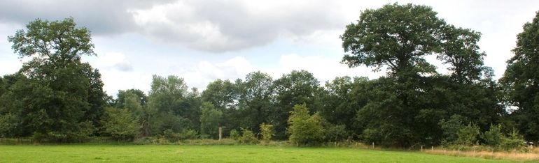 Kleine landschapselementen zijn cruciaal voor de biodiversiteit