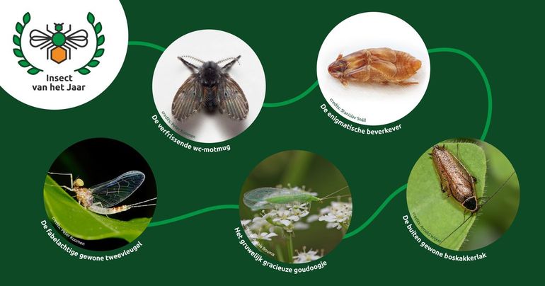 De vijf genomineerde insecten strijden tot 7 april voor de felbegeerde titel 'Insect van het jaar 2023'