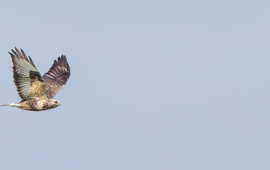 Gerard Sterk (eenmalig gebruik) ruigpootbuizerd