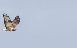 ruigpootbuizerd