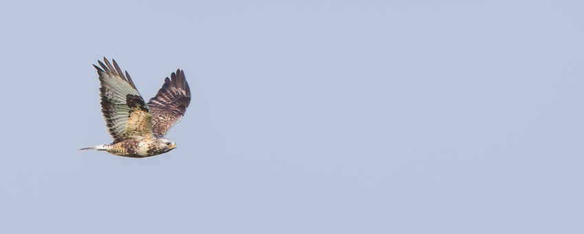 ruigpootbuizerd