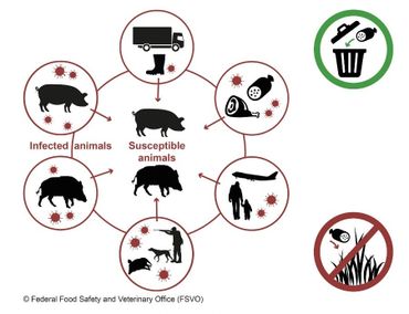 De mogelijke besmettingsroutes van Afrikaanse Varkenspest