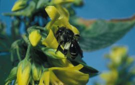 Saxifraga-Pieter van Breugel Macropis europaea, Gewone slobkousbij, female