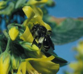 Macropis europaea, Gewone slobkousbij, female