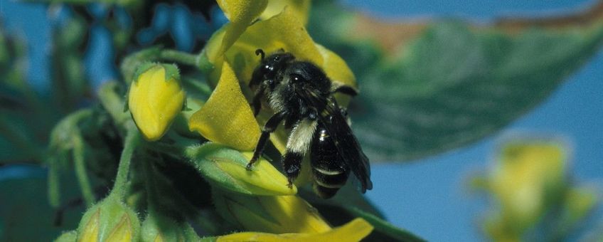 Macropis europaea, Gewone slobkousbij, female