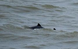 Bruinvis bij IJmuiden 16-12-2023