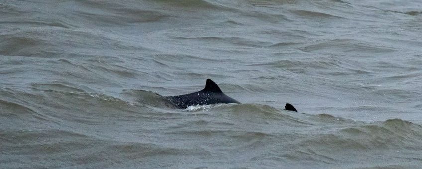 Bruinvis bij IJmuiden 16-12-2023