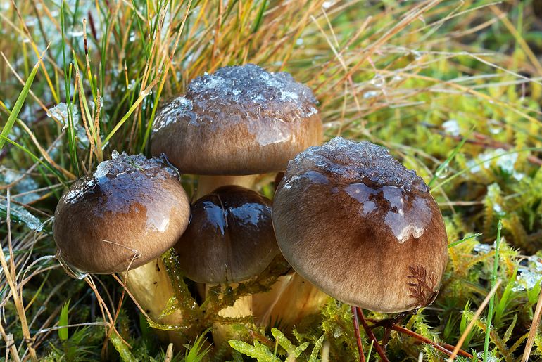 Bruine dennenslijmkop