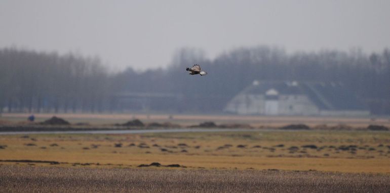 Ruigpootbuizerd jagend boven graanstoppelveld, Slochteren, winter 2012.