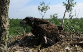 Peter de Boer Zeearend jong 2016 Lauwersmeer