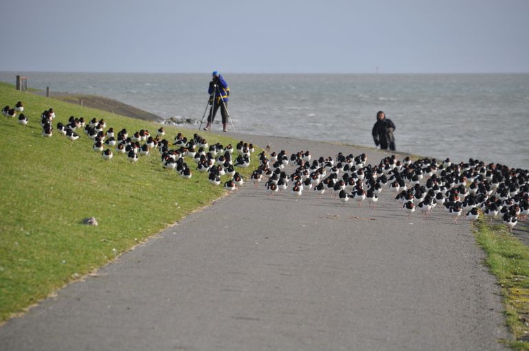 Citizen science is er in allerlei soorten en maten. Meedoen varieert van een eenvoudige vogeltelling in je tuin tot het samen met wetenschappers een weekend ringen van scholeksters aflezen en artikelen schrijven