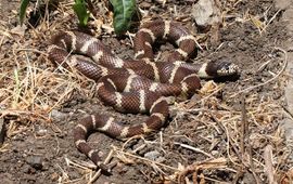 Alan Schmierer gewone koningsslang (Lampropeltis getula)