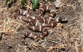 gewone koningsslang (Lampropeltis getula)