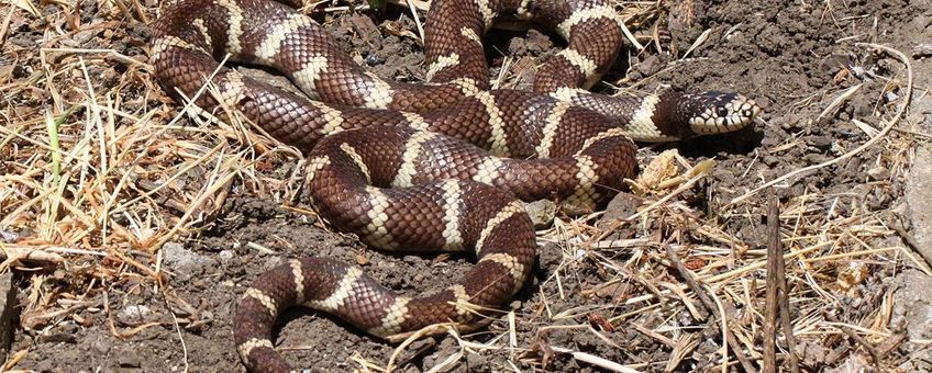 gewone koningsslang (Lampropeltis getula)