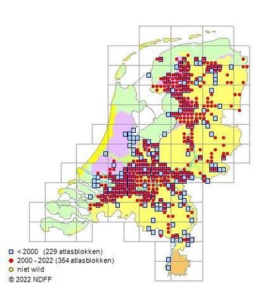 Verspreiding grote modderkruiper neemt af: voor 2000 meer hokken bezet dan in periode 2000 - 2022