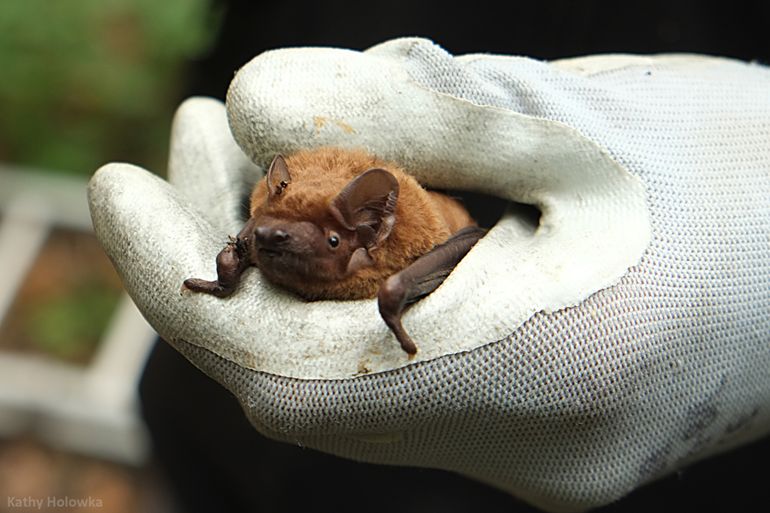 De rosse vleermuis is één van de grootste vleermuizen van Nederland