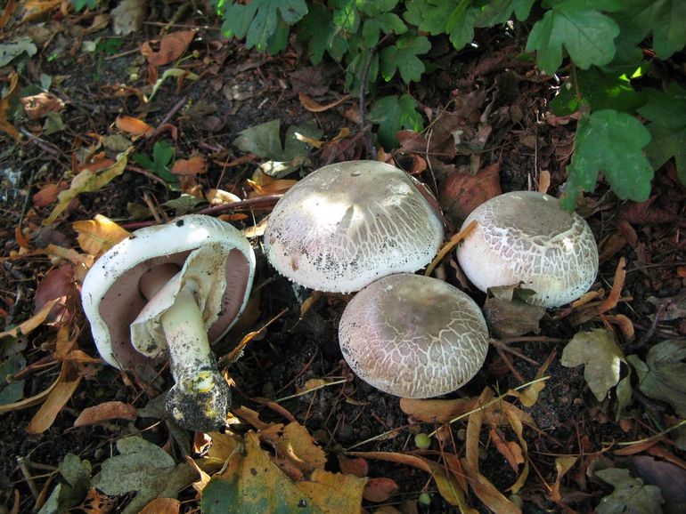 Karbolchampignon is een variabele soort, maar verkleurt bij plukken altijd geel aan de steelbasis