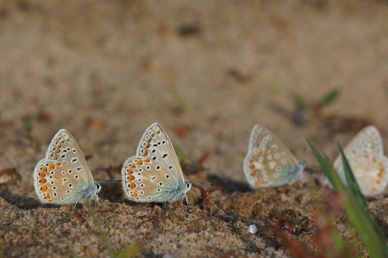 Icarusblauwtjes op vochtige bodem