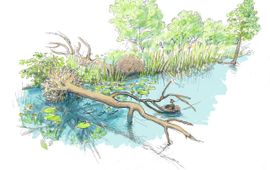Jeroen Helmer, ARK Natuurontwikkeling Tussen de takken van de dode bomen nestelen zich straks watervogels. EENMALIG GEBRUIK