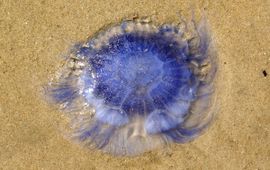 Cyanea lamarckii, Blauwe haarkwal