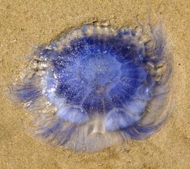 Cyanea lamarckii, Blauwe haarkwal