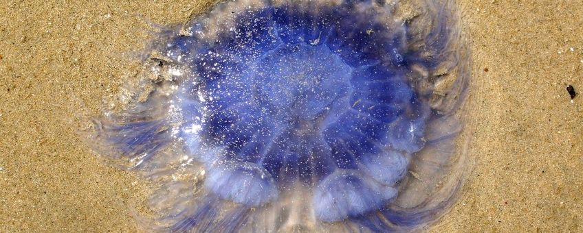 Cyanea lamarckii, Blauwe haarkwal