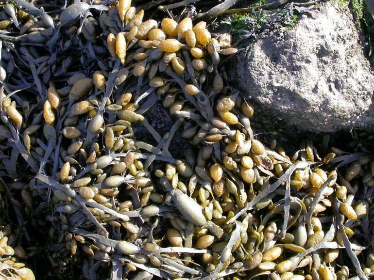 Knotswier, met de grote drijfblazen midden op de stengels. De oranje ‘rozijnen’ zijn de voortplantingsorganen