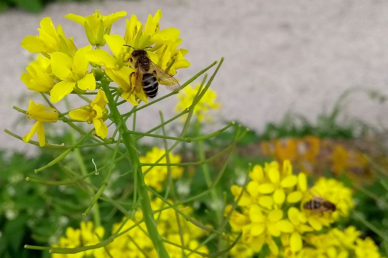 Grasbijen foerageren op koolzaad langs een wandelpad op de Gorcumse stadswal