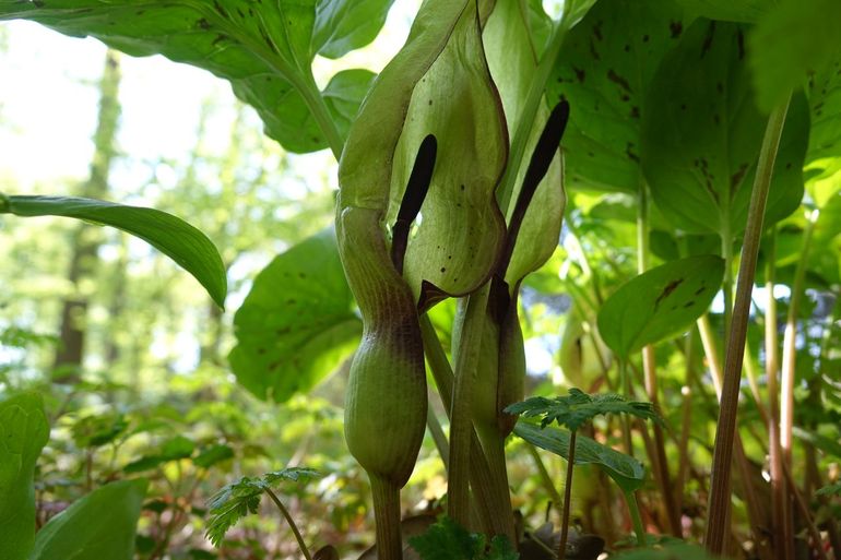 De dofpaarse, bloemloze bloeikolven aan de voet omsloten door de ketel. Gevlekte aronskelk in Hortus Nijmegen