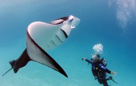 Peter Verhoog, DutchSharkSociety, PEW ontmoeting mantarog lead