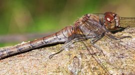 Bruinrode heidelibel - primair