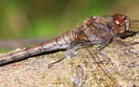 Bruinrode heidelibel - primair