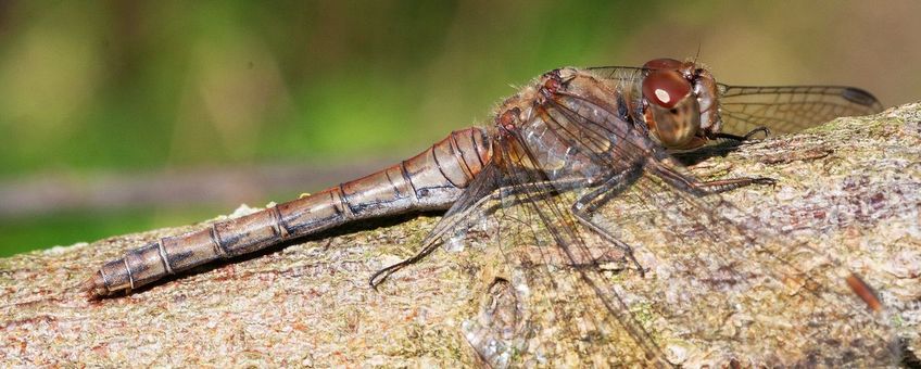 Bruinrode heidelibel - primair
