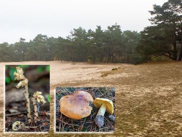 Biotoop van gele ridderzwam en stofzaad